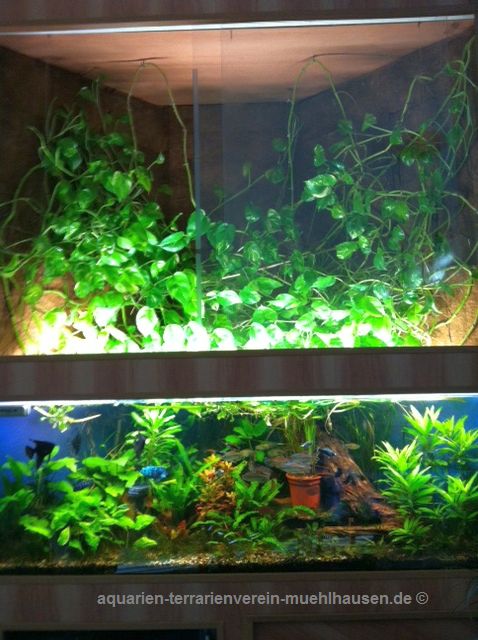 oben wächst das Epipremium , unten sieht man das gut bewachsene Fischaquarium